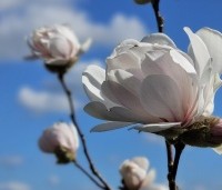 Magnolia X loebneri 'Wildcat' - Magnolia 'Wildcat' - 7