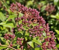 Viburnum tinus 'Eve Price' - Sneeuwbal 'Eve Price' - juni