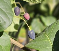 Chionanthus virginicus - Chionanthus virginicus - oktober
