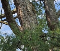 Pinus wallichiana - Tranenden - 1