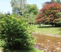 Calycanthus floridus  