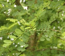 Robinia pseudoacacia blad