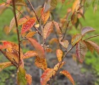 Prunus 'Accolade' - Japanse Sierkers - 2