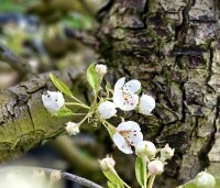 Pyrus com. 'Bonne Louise d'Avranches - Pyrus com. 'Bonne Louise d'Avranches - 1