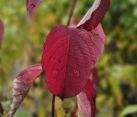 Cornus alba 'Sibirica' - Kornoelje 'Sibirica' - herfst