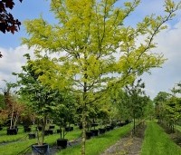 Gleditsia triacanthos 'Sunburst' - Valse christusdoorn - 2