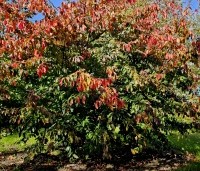 Parrotia persica 'Bella' - Perzisch IJzerhout - 1