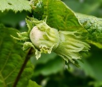 Corylus avellana 'Aurea' - Geelbladige hazelaar - 1