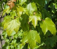 Acer rubrum 'October Glory' - Amerikaanse esdoorn - mei 2026