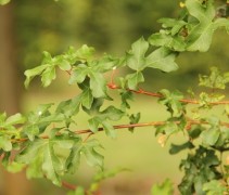Blad Acer campestre Queen Elizabeth