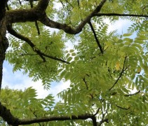 Juglans nigra