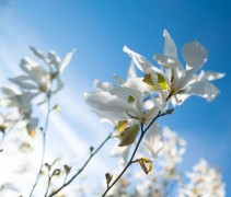Magnolia Loebnerii Merrill