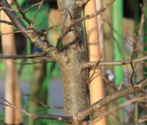 Parrotia persica Jodrell Bank stam van jonge boom