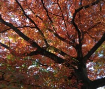 Quercus Rubra