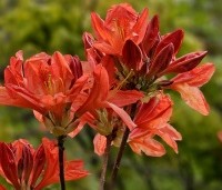 Rododendron Azalea Knaphill (AK) - Tuin Azalea Knaphill - 1