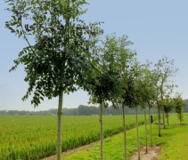Es 'Westhof's Glorie', knotvormen op rij