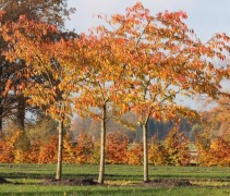 Herfstkleuren shirotae bomen