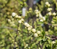 Exochorda macrantha 'The Bride'  - Parelstruik 'The Bride' - 2