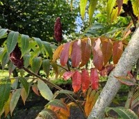 Rhus typhina - Fluweelboom - 2
