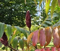 Rhus typhina - Fluweelboom - 3