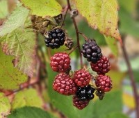 Rubus fruticosus 'Triple Crown' - Doornloze braam 'Triple Crown' - 3