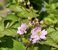 Rubus fruticosus 'Triple Crown' - Doornloze braam 'Triple Crown' - 4