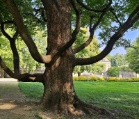 Acer campestre - Veldesdoorn - 2
