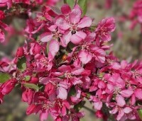 Malus 'Profusion' - Sierappel - 2