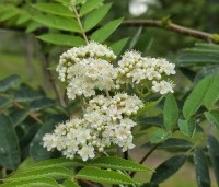 Sorbus aucuparia - Lijsterbes - 6