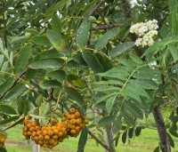 Sorbus aucuparia - Lijsterbes - 5