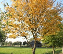 Acer campestre