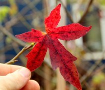 Liquidambar styraciflua 'Worplesdon' herfstblad