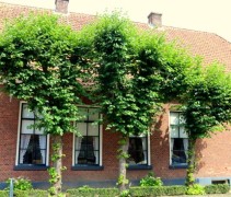 Tilia 