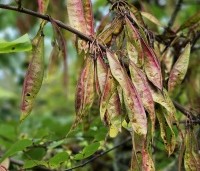 Cercis siliquastrum - Judasboom - 7