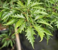 Fagus sylvatica 'Asplenifolia' - Varenbeuk - 2