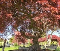 Acer palmatum 'Garnet' - Japanse esdoorn 'Garnet' - 1