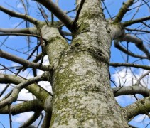 Castanea sativa 'Lyon'