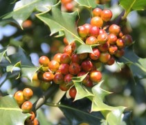 Scherpe Hulst met kleurende bessen van groen naar rood