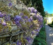 Wisteria sinensis blauw toepassing