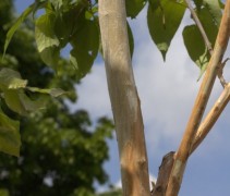 Zevenzonenboom, meerstammig met fraaie bast