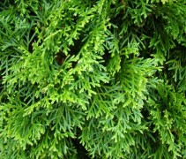Naalden Thuja occidentalis 'Smaragd'