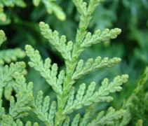 Thuja occidentalis 'Brabant' naalden