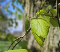 Tilia tomentosa - Zilverlinde - 2