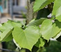 Tilia tomentosa - Zilverlinde - 1