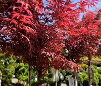 Acer palmatum 'Skeeter's Broom' - Japanse Esdoorn 'Skeeter's Broom' - 1