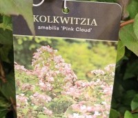 Kolkwitzia amabilis 'Pink Cloud'  - Koninginnenstruik  'Pink Cloud' - 1