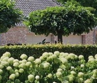 Morus alba 'Macrophylla' - Witte moerbei - 1