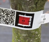Prunus domestica 'President' - paarsblauwe pruim met late rijping - 5