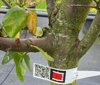 Prunus domestica 'President' - paarsblauwe pruim met late rijping - 4