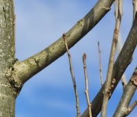 Populus nigra 'Italica' - Italiaanse populier - 1